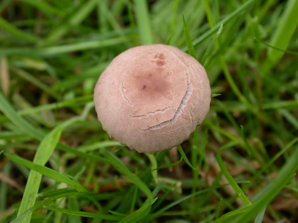 Panaeolina foenisecii